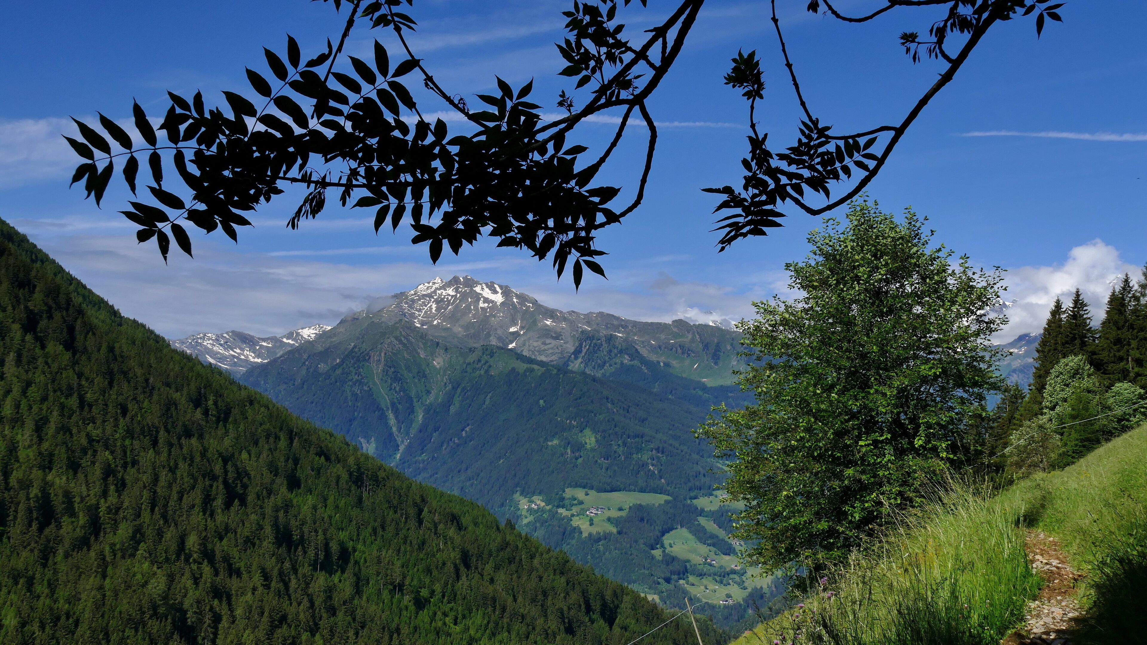A mountainous landscape with dense forests, a clear sky, and snow-capped peaks in the distance.