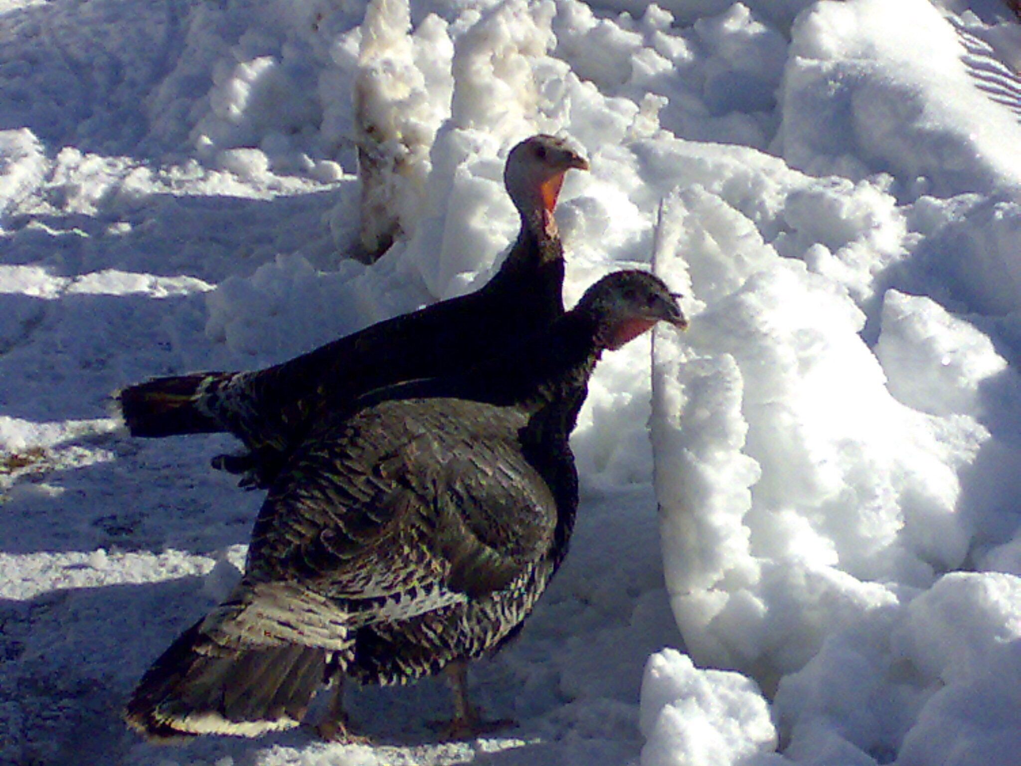 tacchine in giardino casa Gilmor