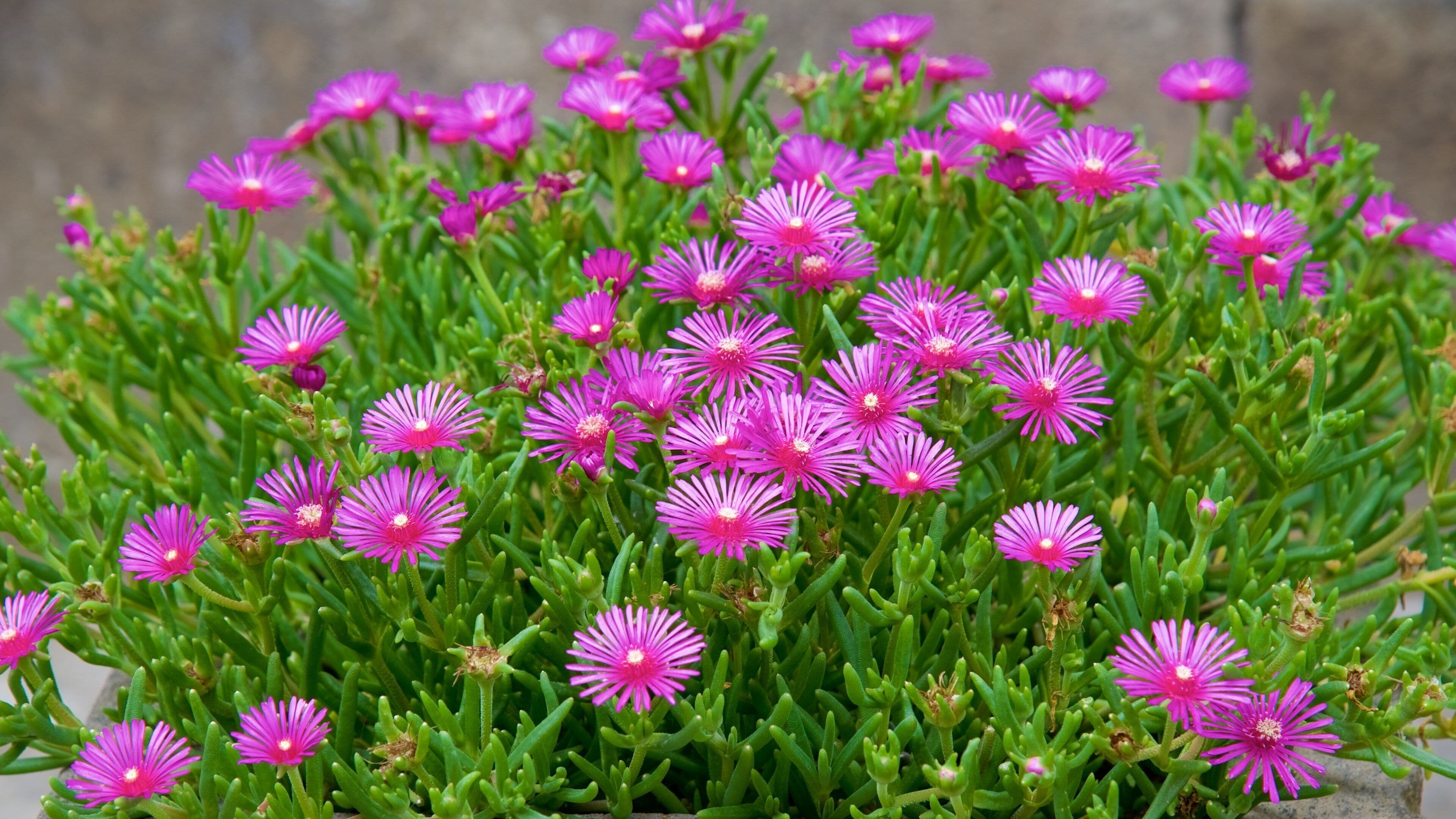 A dense cluster of vibrant pink flowers with green foliage.