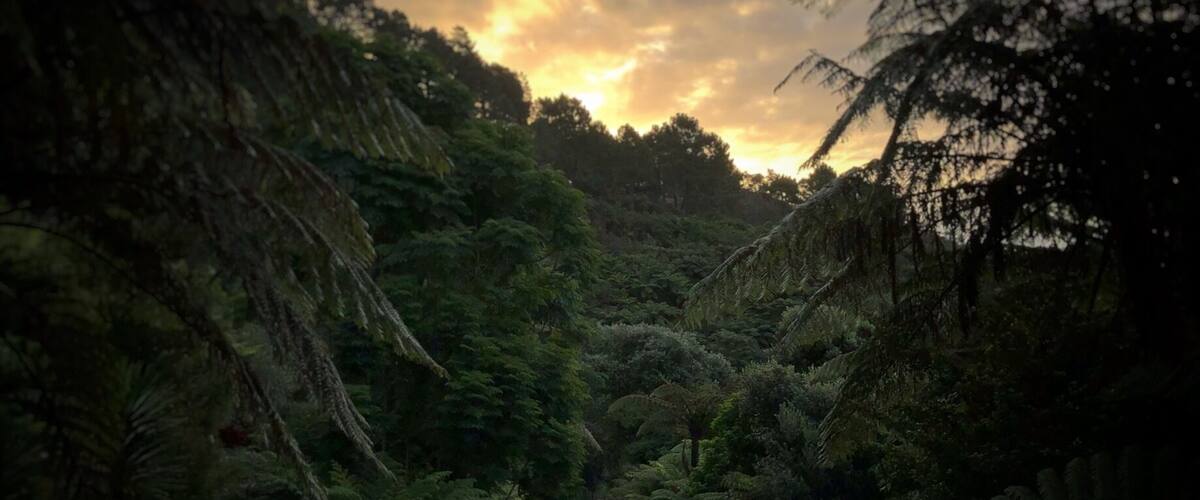 A person walking on a dirt path surrounded by dense ferns and trees, with a sunset in the background.