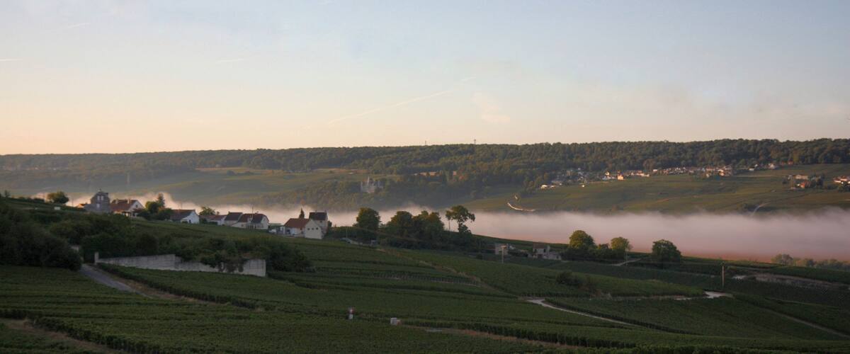 A vineyard landscape with mist over a valley, houses, and rolling hills.