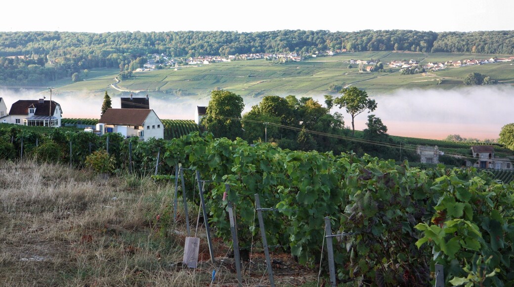 Early in the morning