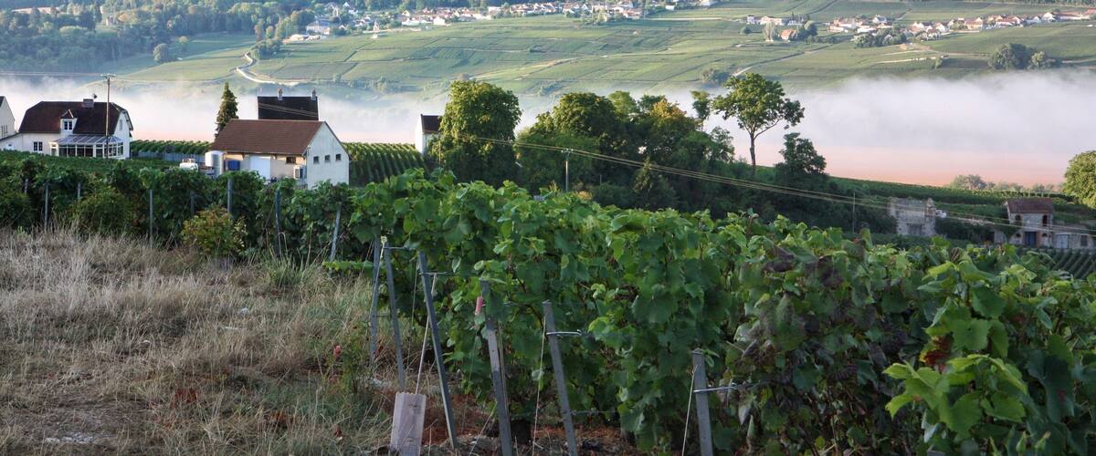 Early in the morning