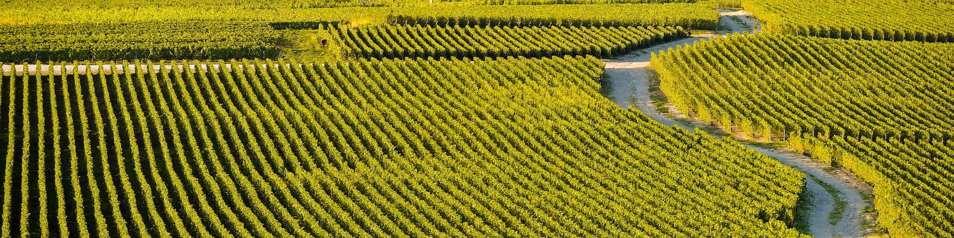 Ein Weinberg mit Reihen von Weinreben.