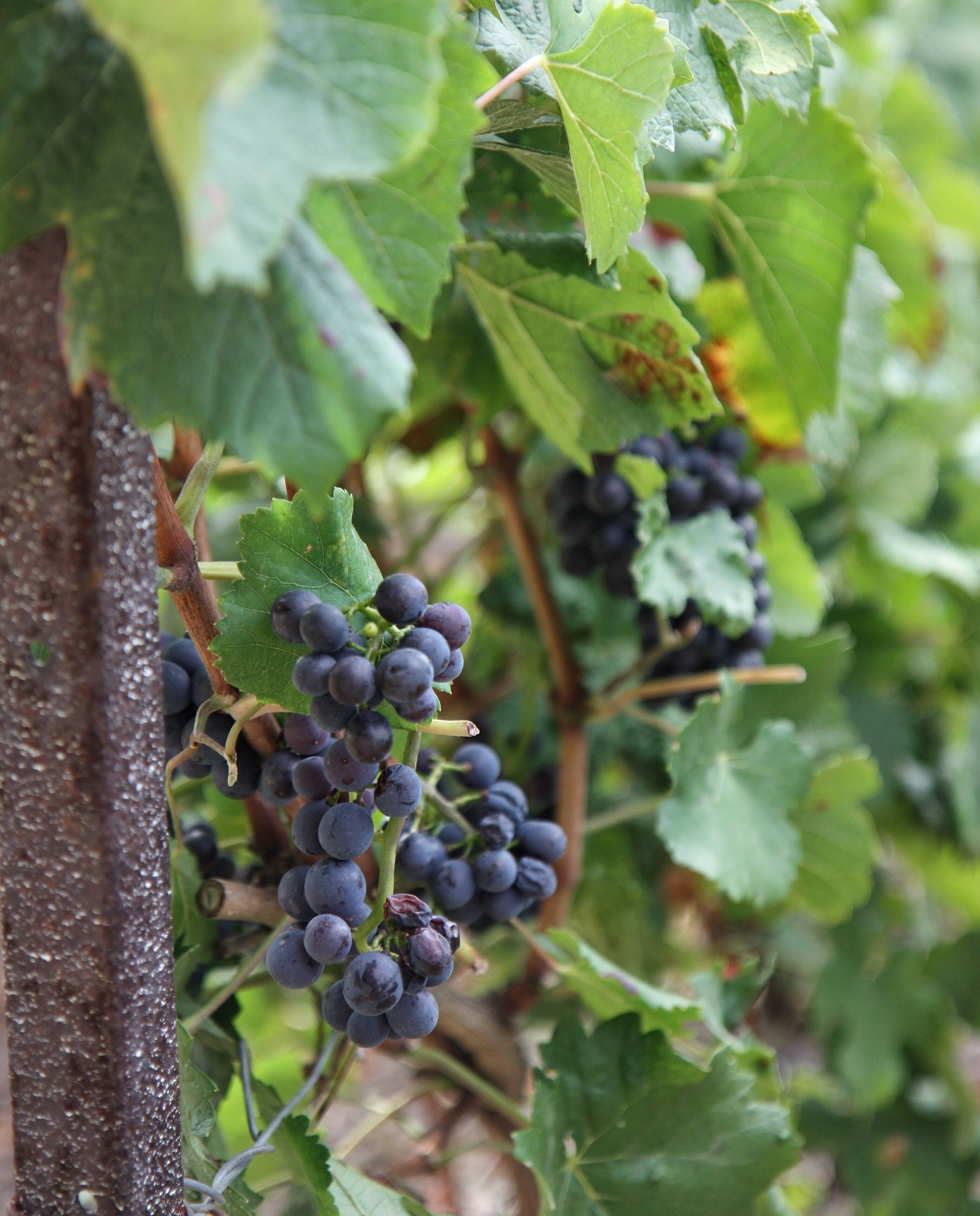 Vineyards compound of three types of grapes Black Pinot,Chardonnay ( White raisin) and
Meunier ( black raisin )