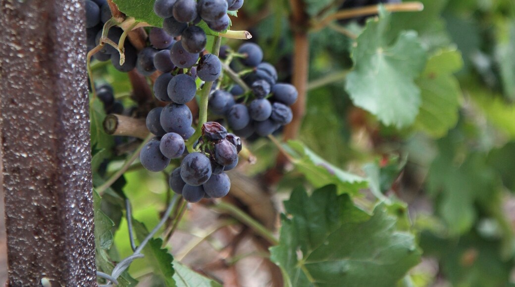 Vineyards compound of three types of grapes Black Pinot,Chardonnay ( White raisin) and
Meunier ( black raisin )