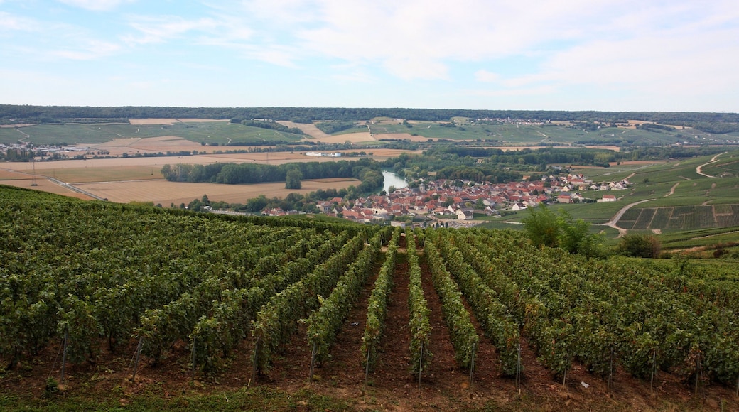 Landscapes of the vineyards of Champagne 🍾