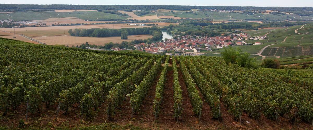 Landscapes of the vineyards of Champagne 🍾