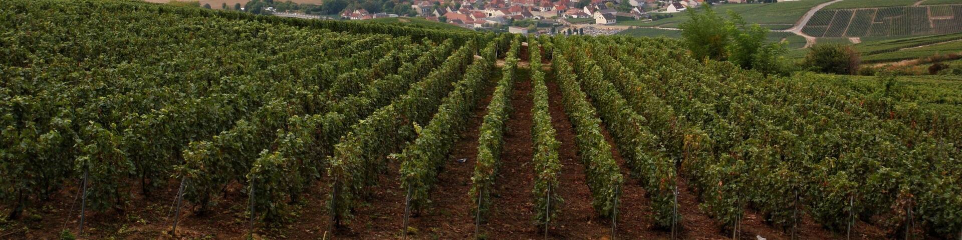 Landscapes of the vineyards of Champagne đŸ