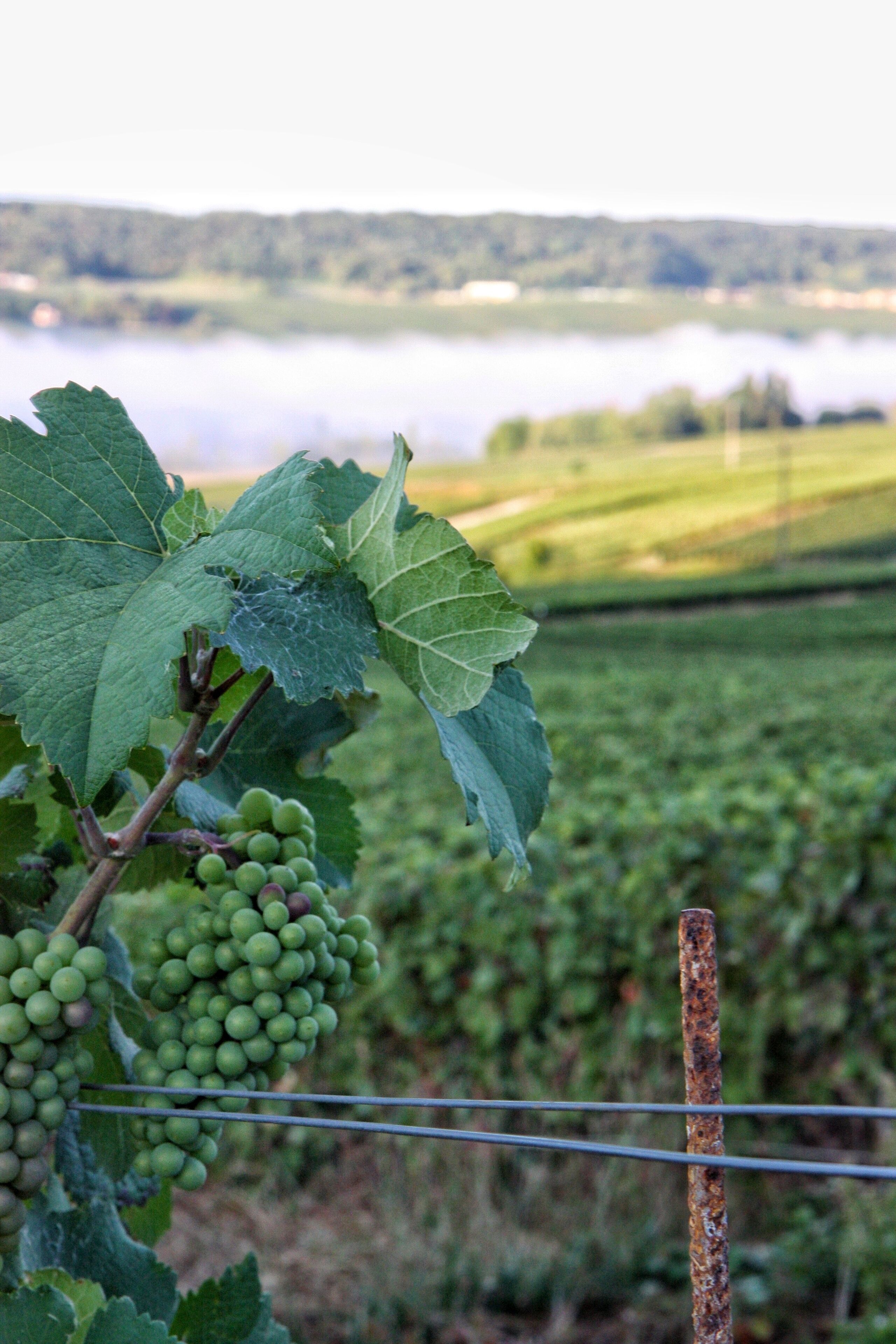 The white wine called Chardonnay produced in Champagne