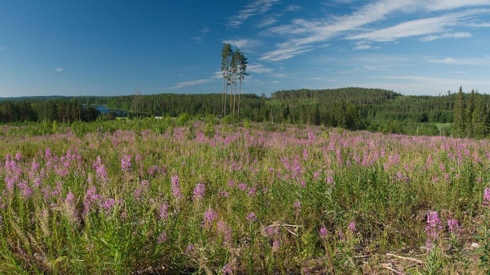 Nature ladscapa of Central Finland, Hankasalmi Municipality