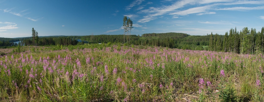 Nature ladscapa of Central Finland, Hankasalmi Municipality