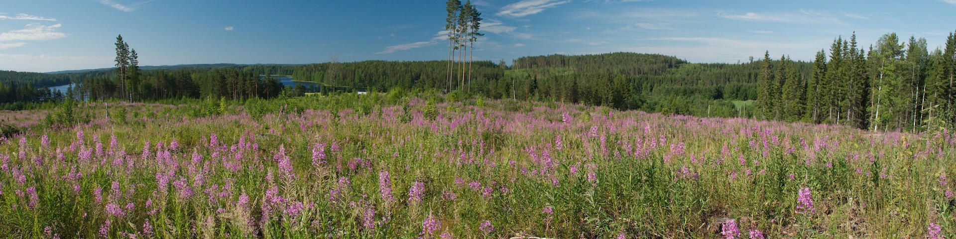 Nature ladscapa of Central Finland, Hankasalmi Municipality