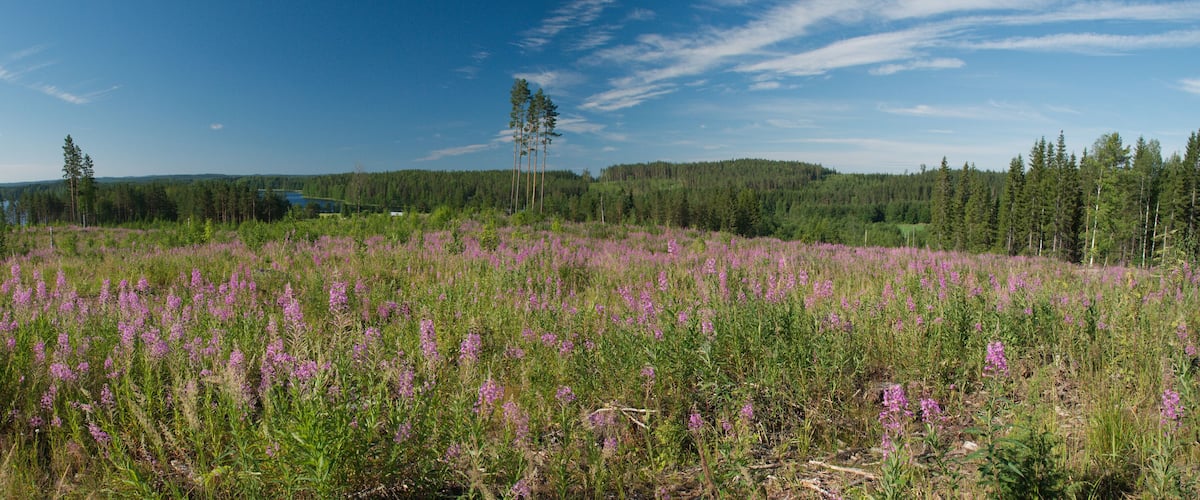 A field of purple flowers with a forest and a lake in the background.