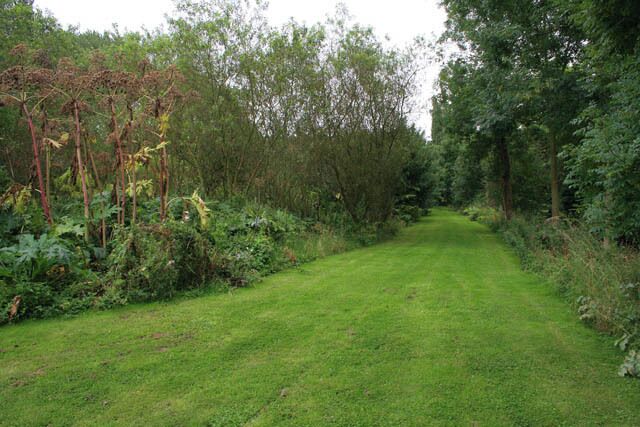 Lakeside ride at Langar Hall. Looking towards the house along the ride. The lake is through the trees to the right while to the left is an area of mixed woodland and shrubby planting, well populated by what appears to be Great Angelica (Angelica altropupurea). See 926626 for a close up of the example to the left of this image.