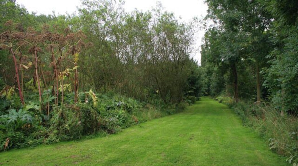 Lakeside ride at Langar Hall. Looking towards the house along the ride. The lake is through the trees to the right while to the left is an area of mixed woodland and shrubby planting, well populated by what appears to be Great Angelica (Angelica altropupurea). See 926626 for a close up of the example to the left of this image.