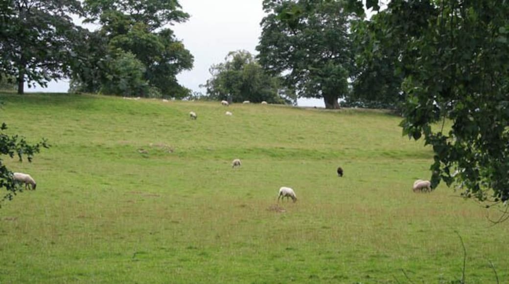 Parkland at Langar Hall Steeply rising ground to the west of Langar Hall grazed by sheep.