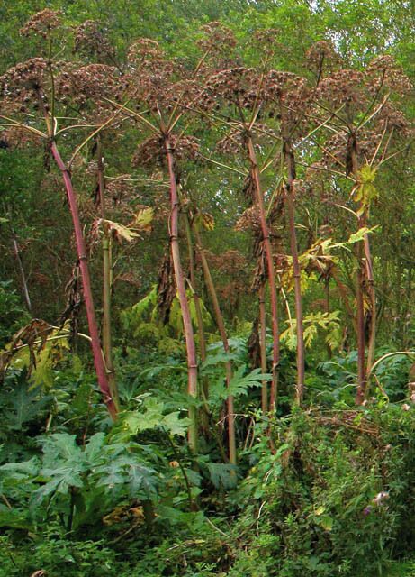 Great Angelica (Angelica atropupurea) This giant of a plant, growing up to 8 feet tall, has colonised the open woodland at Langar Hall.