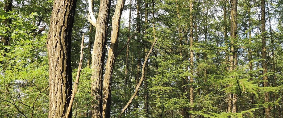 A dense forest with tall trees and lush green undergrowth.