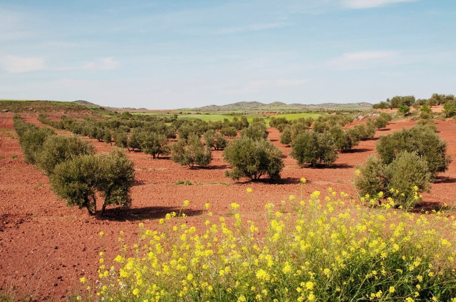 Olive grove. Alhambra, Ciudad Real province, Castilla La Mancha, Spain.