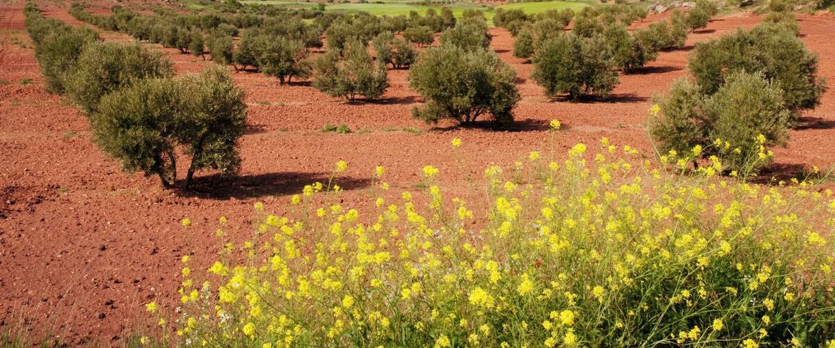 A landscape with olive trees and yellow flowers in a red soil field.