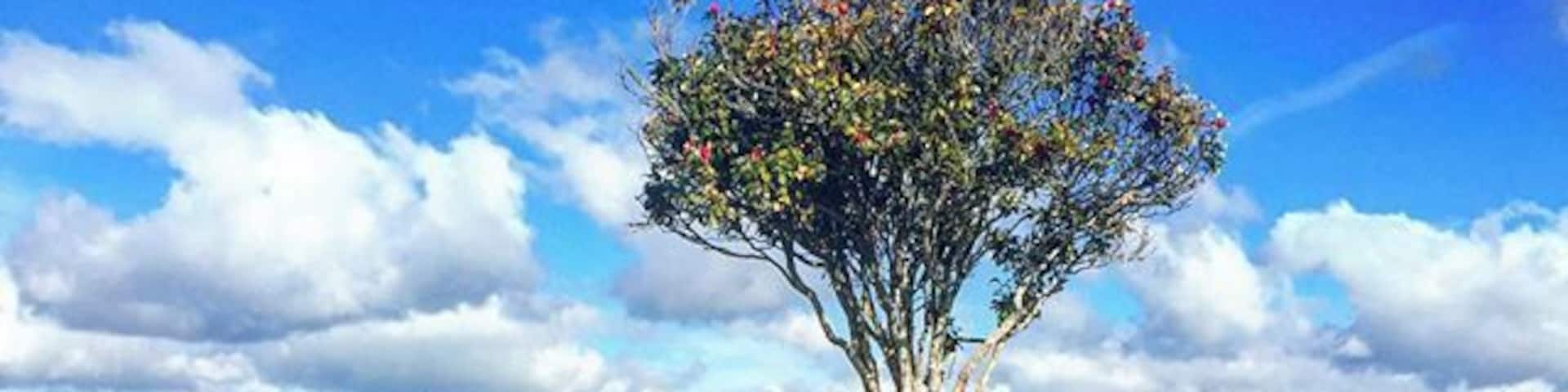 We visited the Alexandra Redoubt today. It is extremely significant in the land wars between the British and Maoris and you can still walk the trench walls. It's really great to visit places like this, you would hardly know it was there unless you had a local to take you like I did!
www.cheskiesgaplife.com