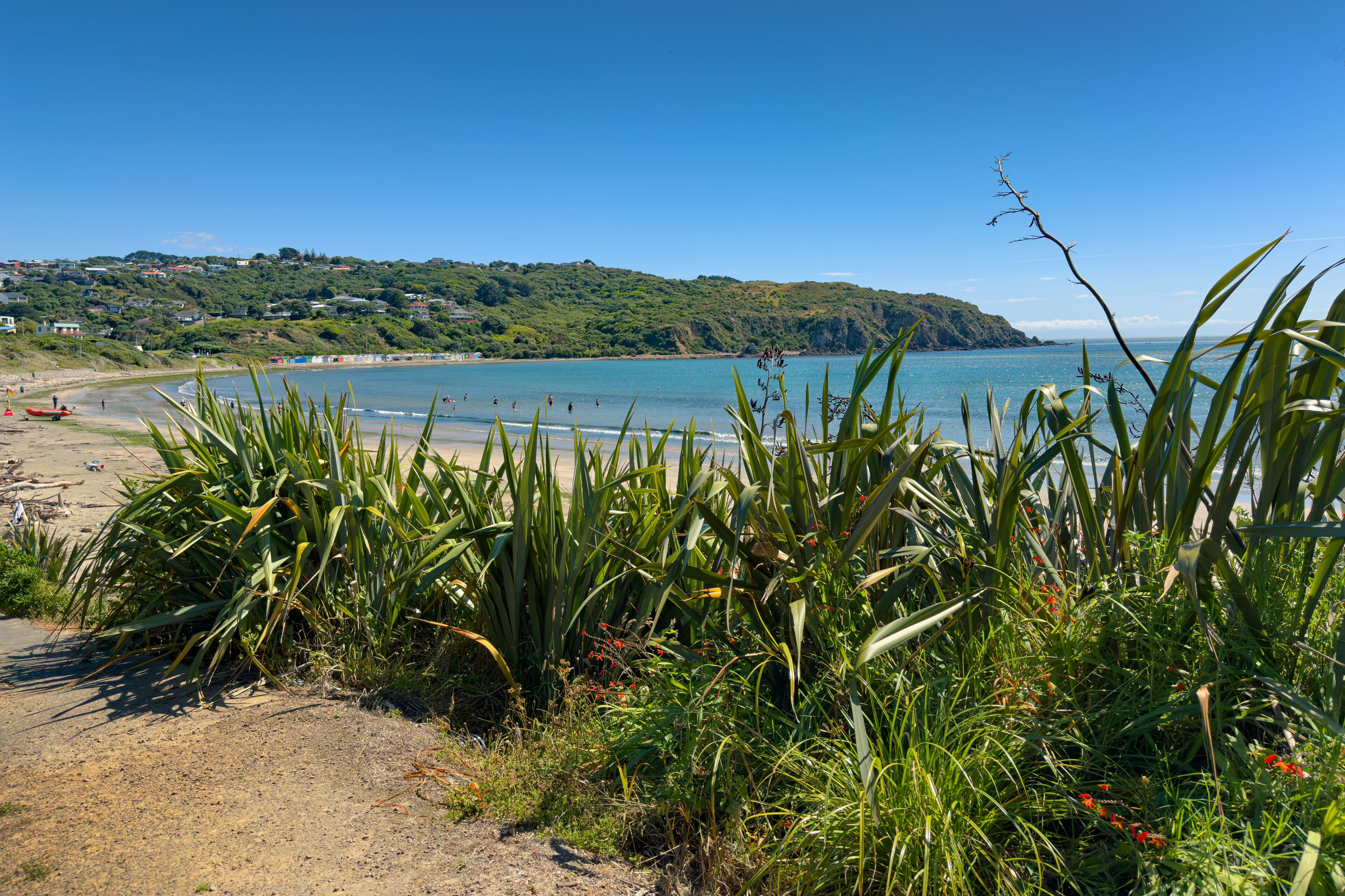 Tītahi Bay beach, Porirua, Wellington, New Zealand with native harakeke flax in foreground.