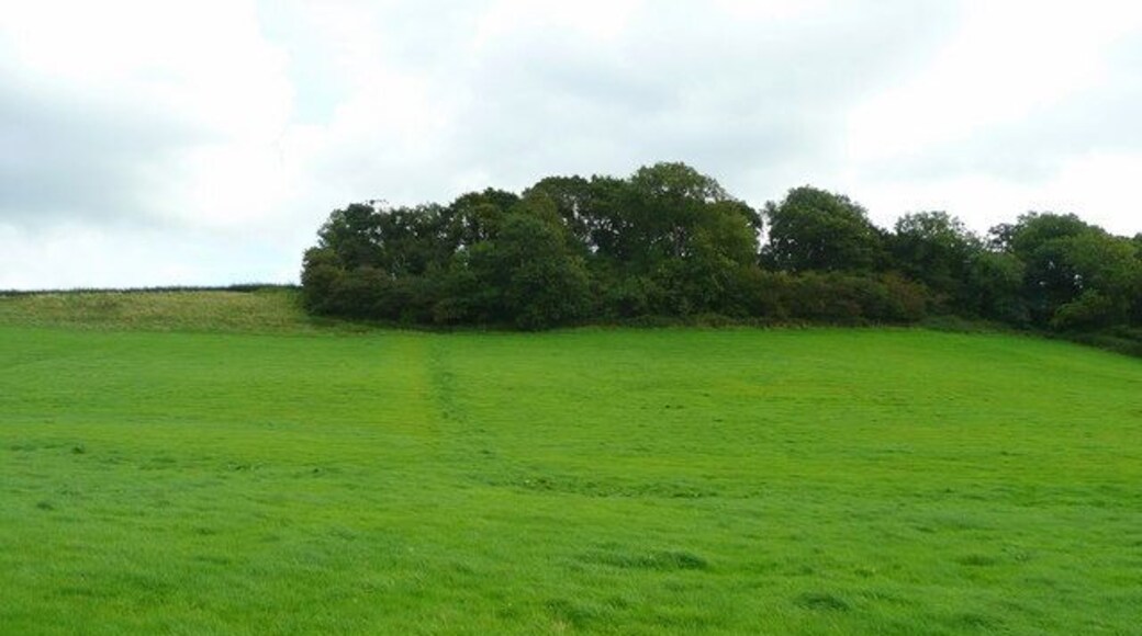 North end of Pegwell Wood Viewed from Over Lane.