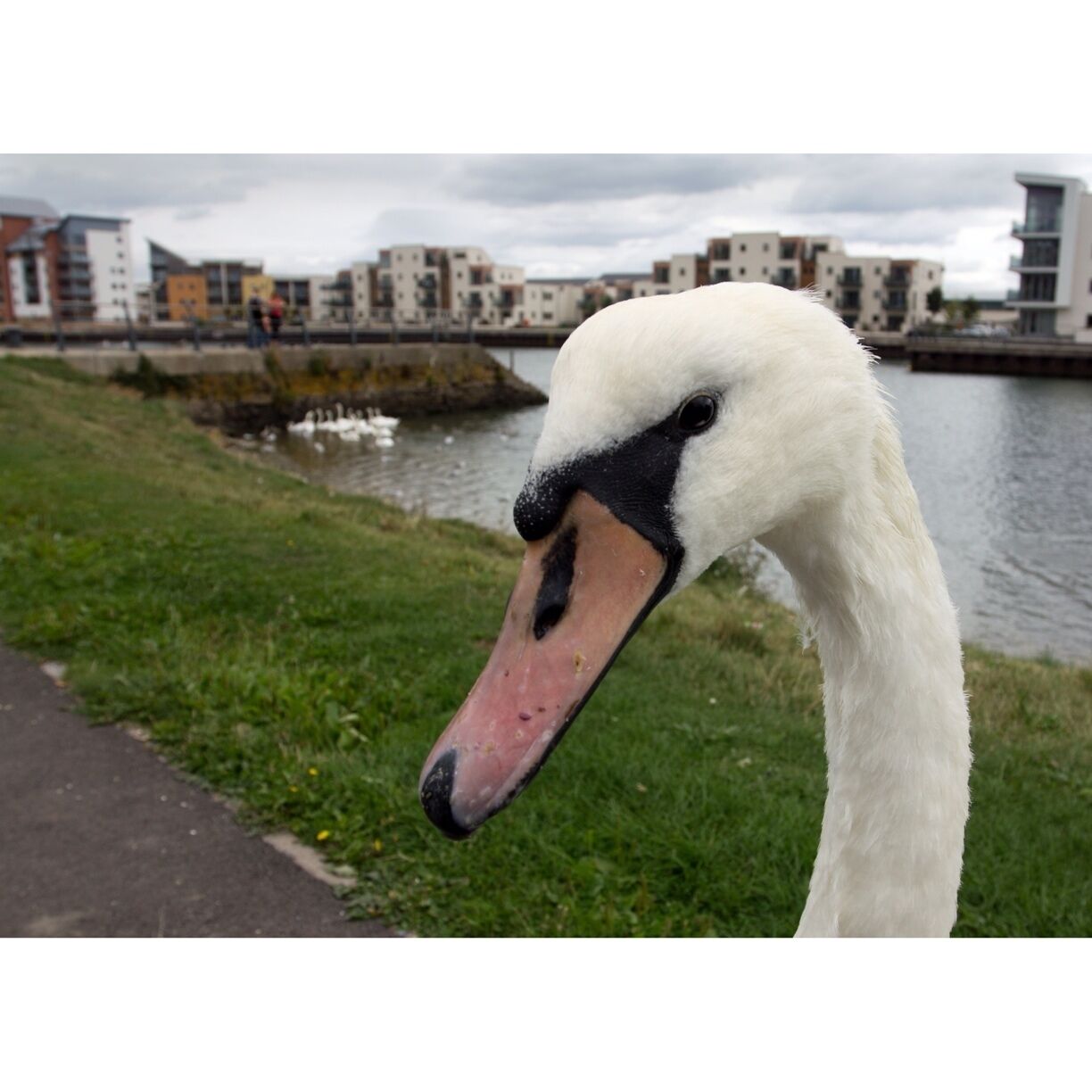 A great place to have a walk around, feed the ducks/swans and grab a coffee in one of the shops around the marina. 