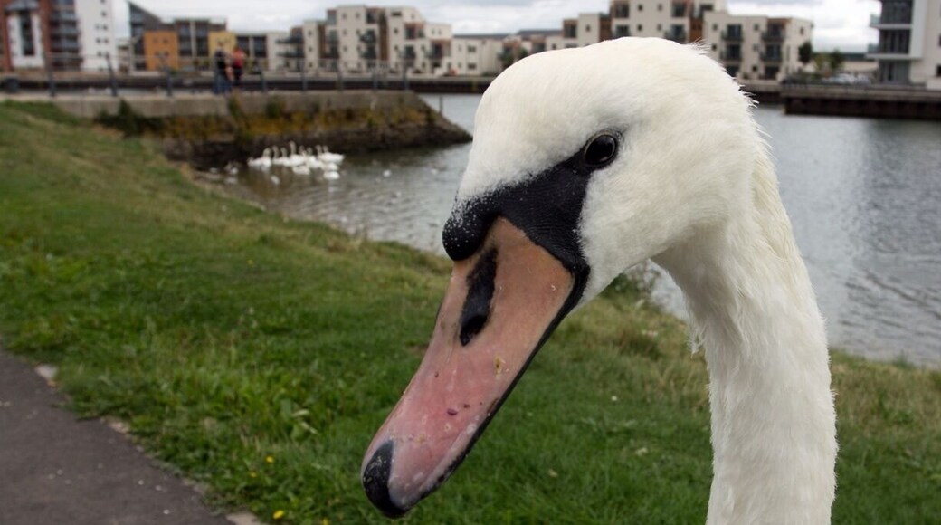A great place to have a walk around, feed the ducks/swans and grab a coffee in one of the shops around the marina.