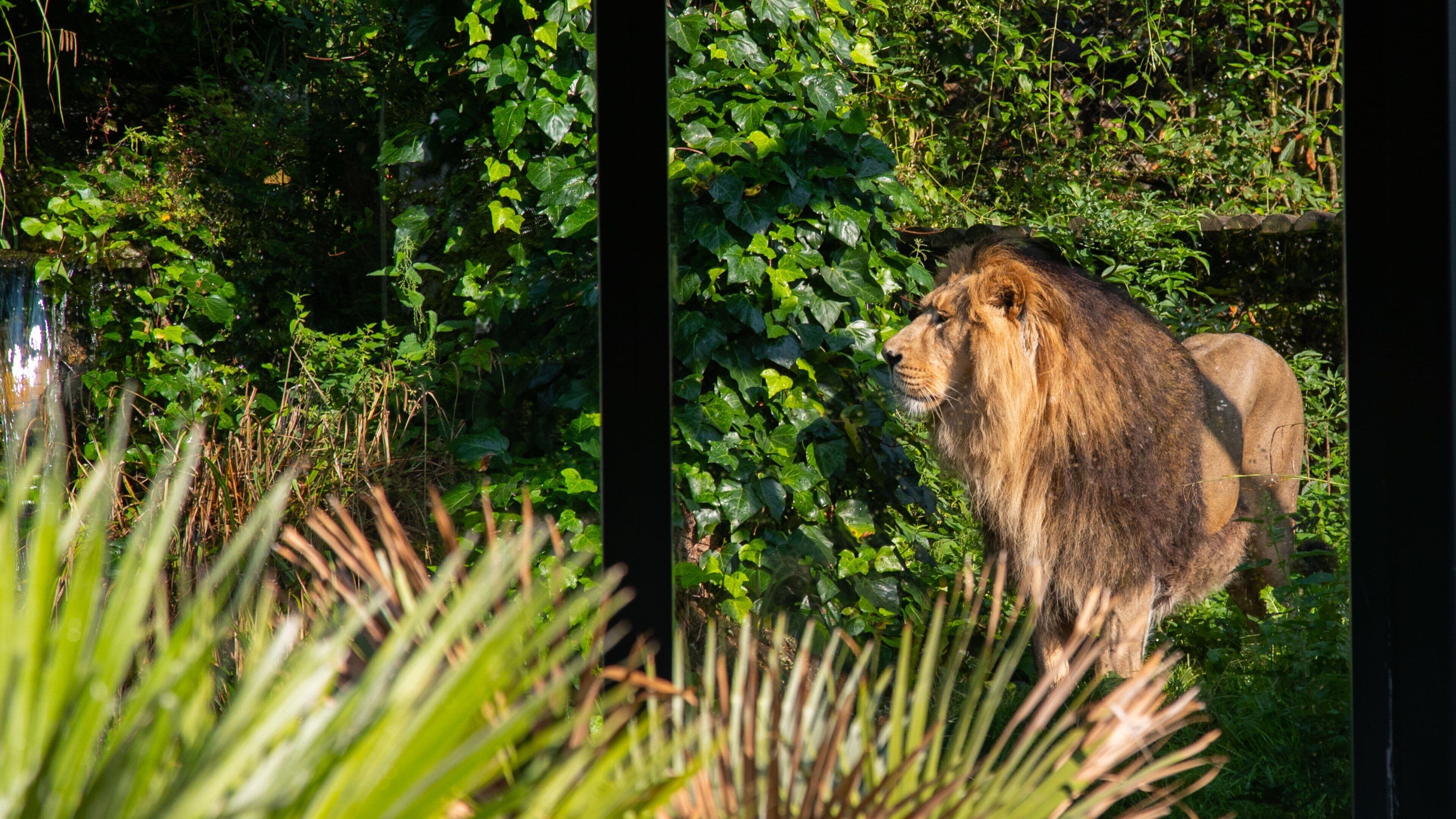 Bristol Zoo which includes zoo animals, land animals and dangerous animals
