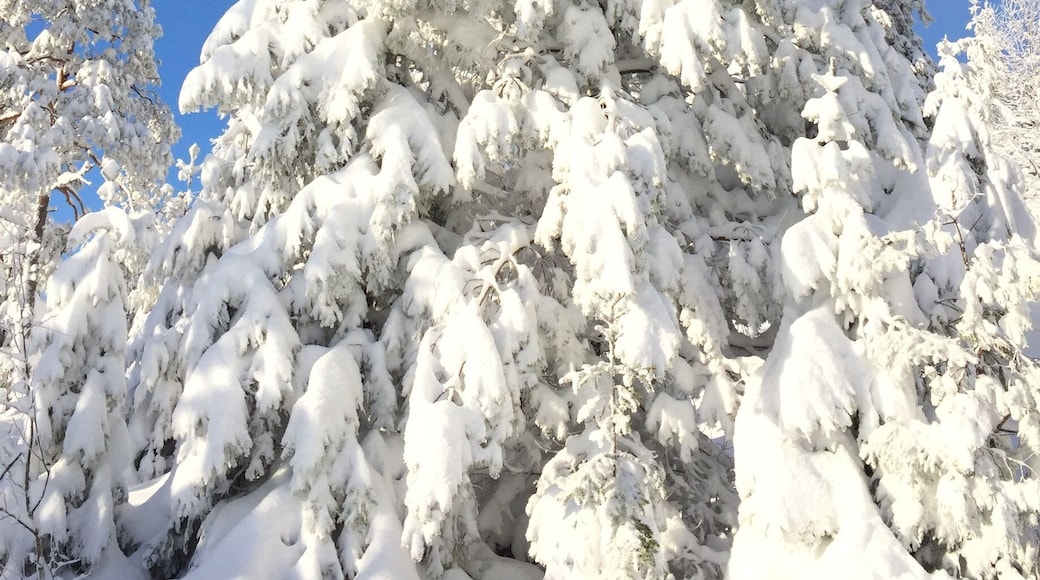 #snow no filter needed