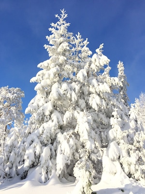 A snow-covered evergreen tree against a clear blue sky.