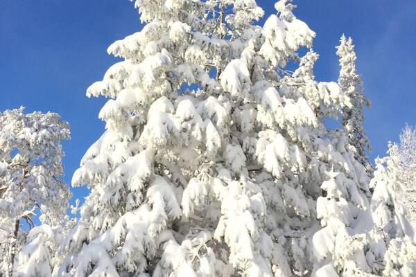 Un arbre à feuilles persistantes recouvert de neige, se détachant sur un ciel bleu clair.