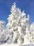 A snow-covered evergreen tree against a clear blue sky.