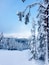 A snowy forest with a clear blue sky.