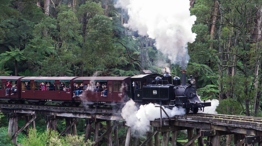 Un tren de vapor sobre un puente de madera a través de un bosque denso.