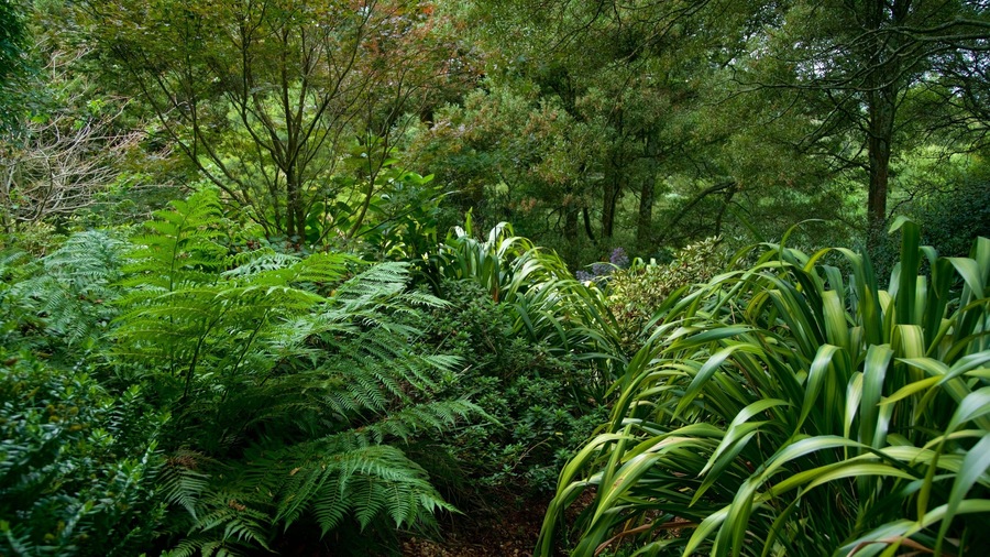 SkyHigh Mount Dandenong