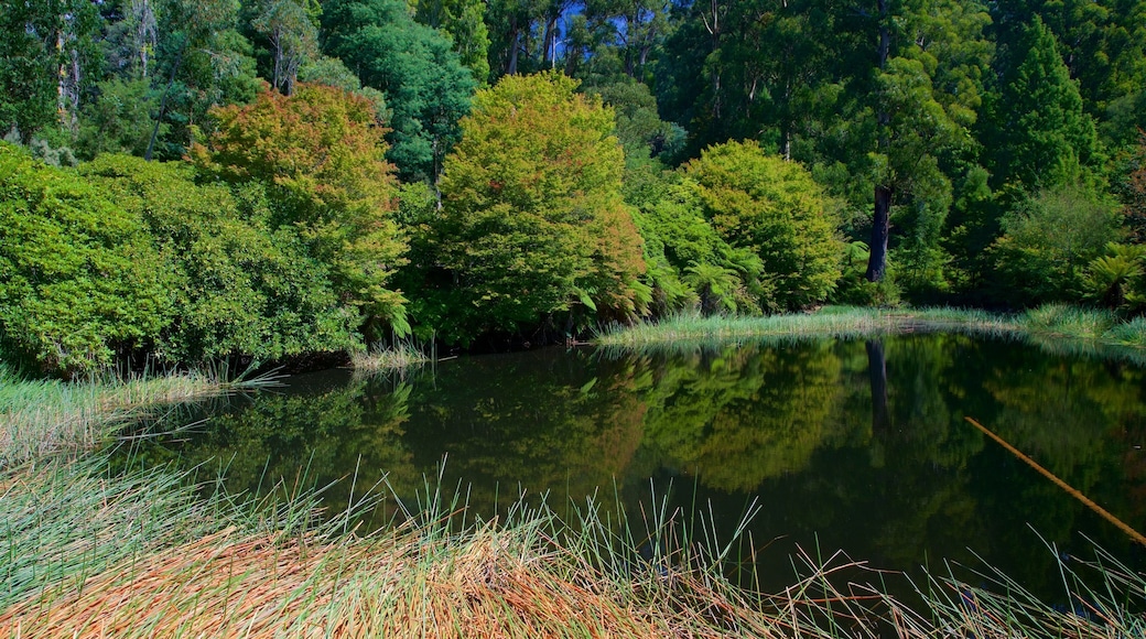 National Rhododendron Gardens featuring a pond and a park