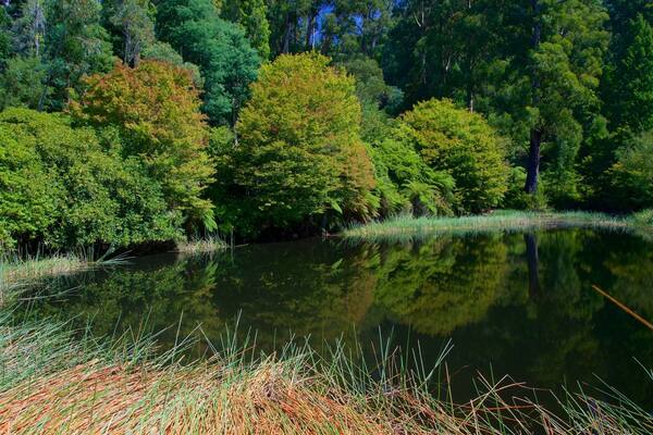 National Rhododendron Gardens featuring a pond and a park