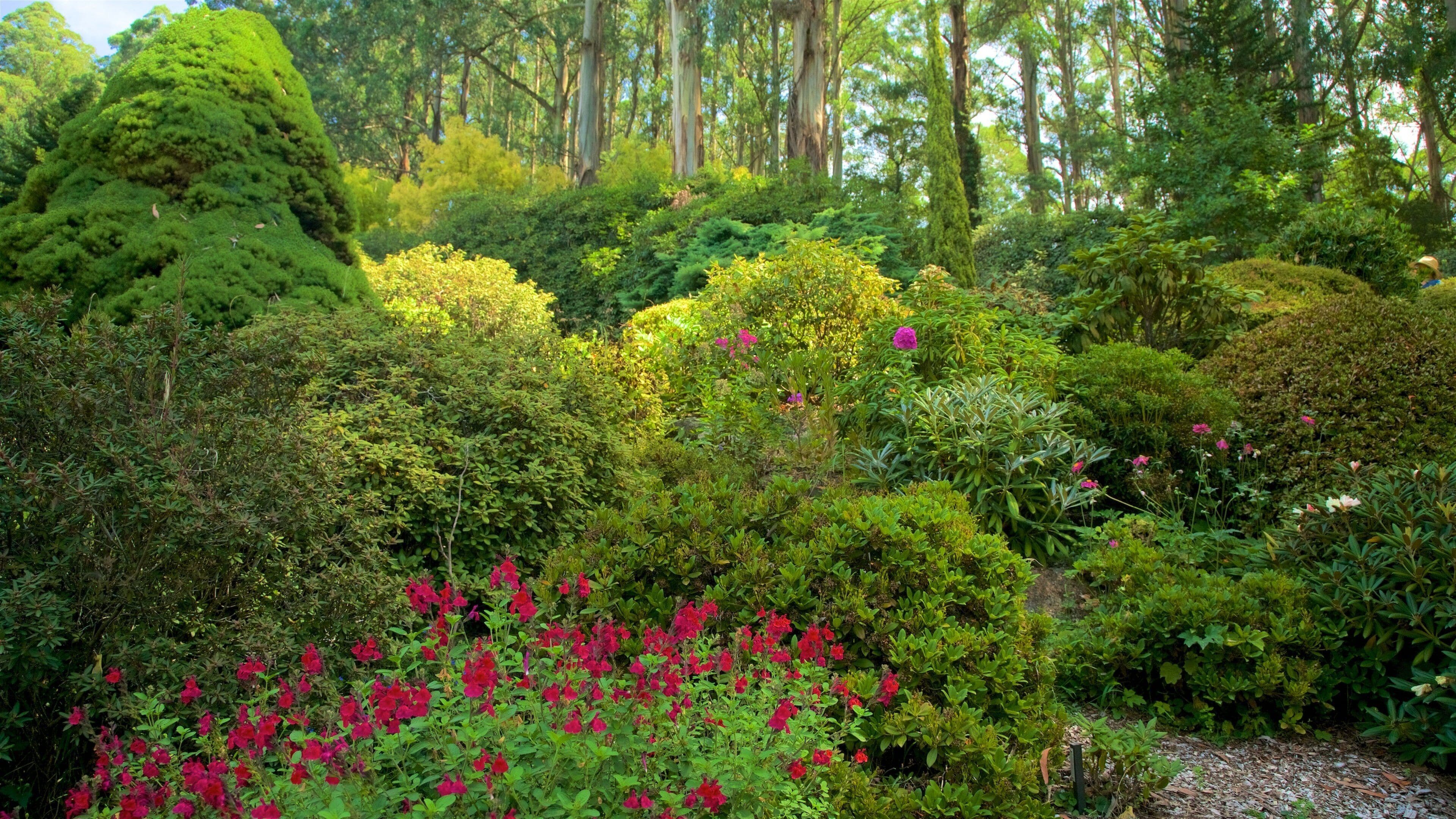 A lush garden with dense foliage, flowering shrubs, and a variety of trees.