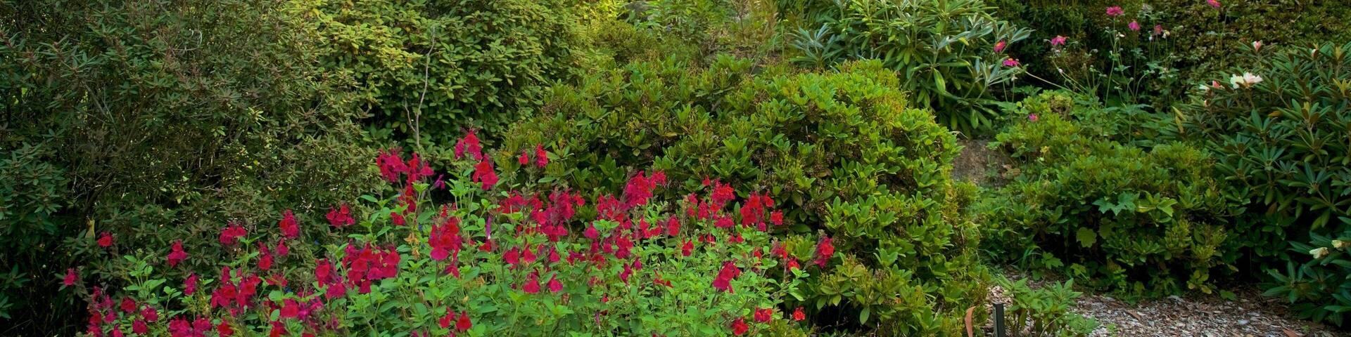 A lush garden with dense foliage, flowering shrubs, and a variety of trees.