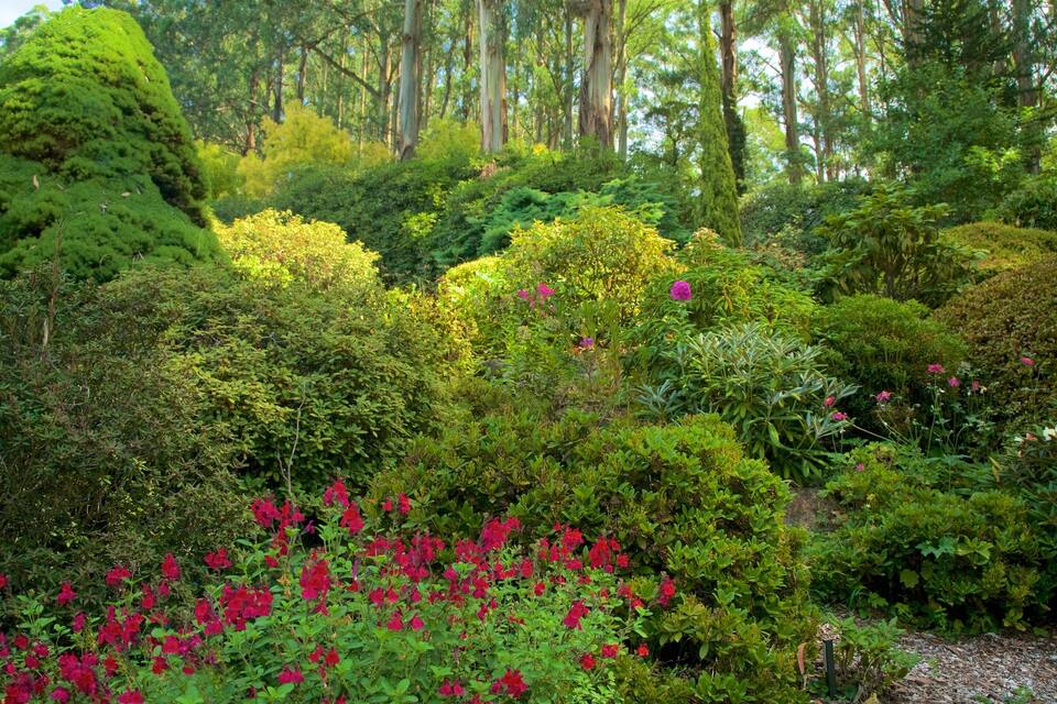 A lush garden with dense foliage, flowering shrubs, and a variety of trees.