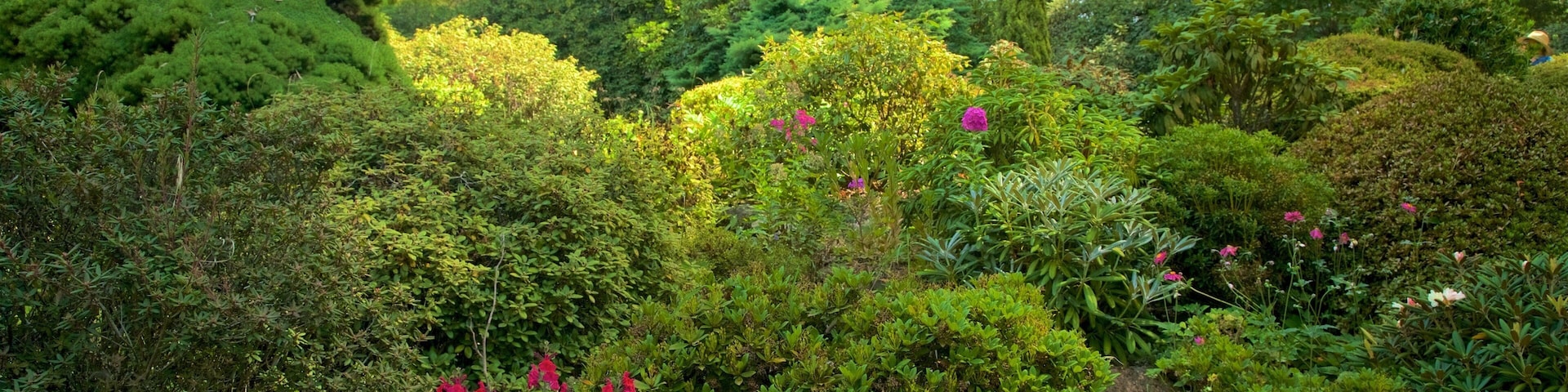 Um jardim exuberante com folhagem densa, arbustos floridos e diversas árvores.