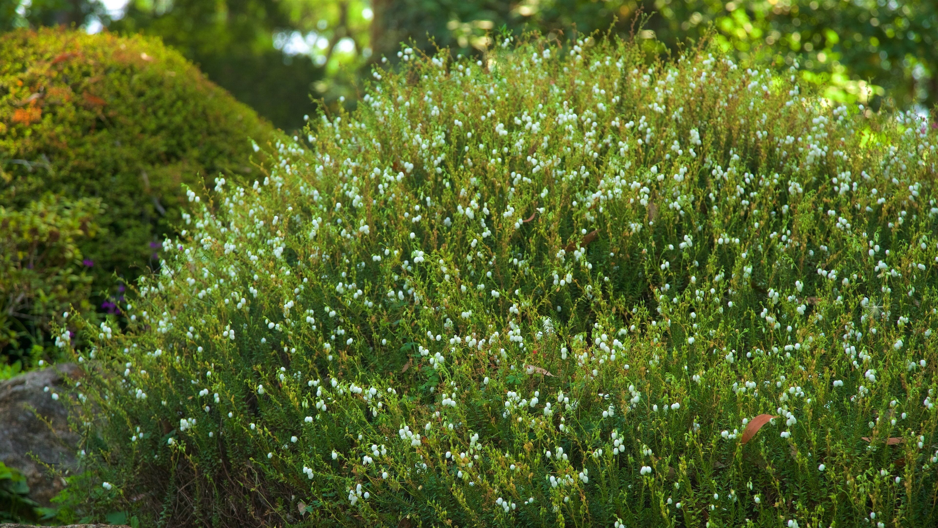 National Rhododendron Gardens das einen Blumen