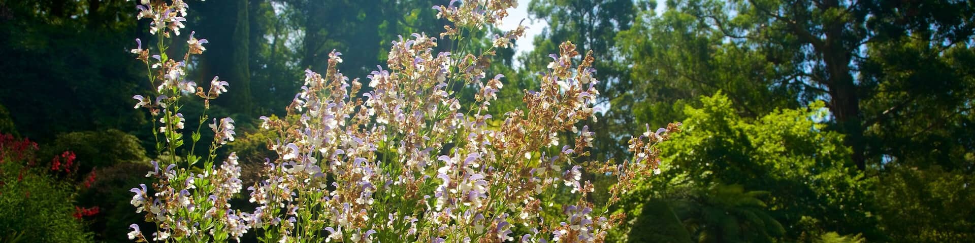 National Rhododendron Gardens featuring flowers