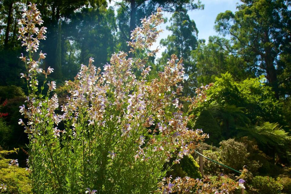 A garden with a flowering plant in full bloom.