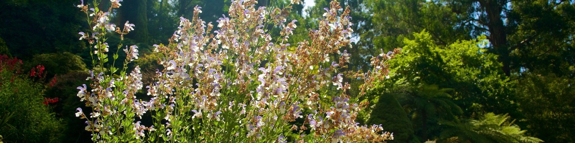 National Rhododendron Gardens mit einem Blumen