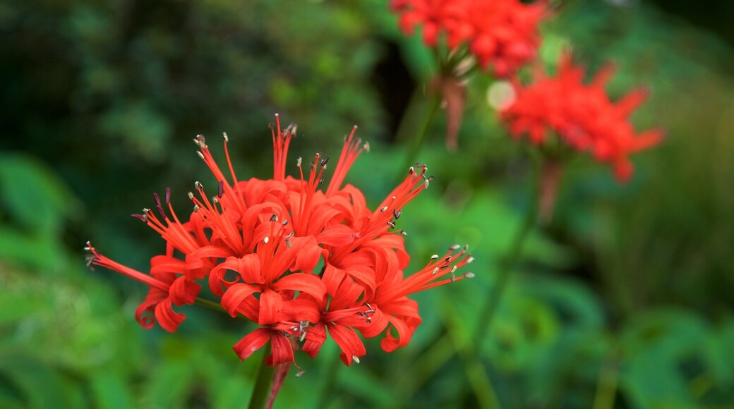 National Rhododendron Gardens which includes flowers