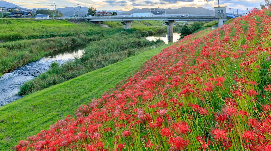 夕方の犬鳴川河川公園の彼岸花 福岡県宮若市 Cluster amaryllis at Inunaki River Park in the evening. Fukuoka prefecture. Miyawaka cty.